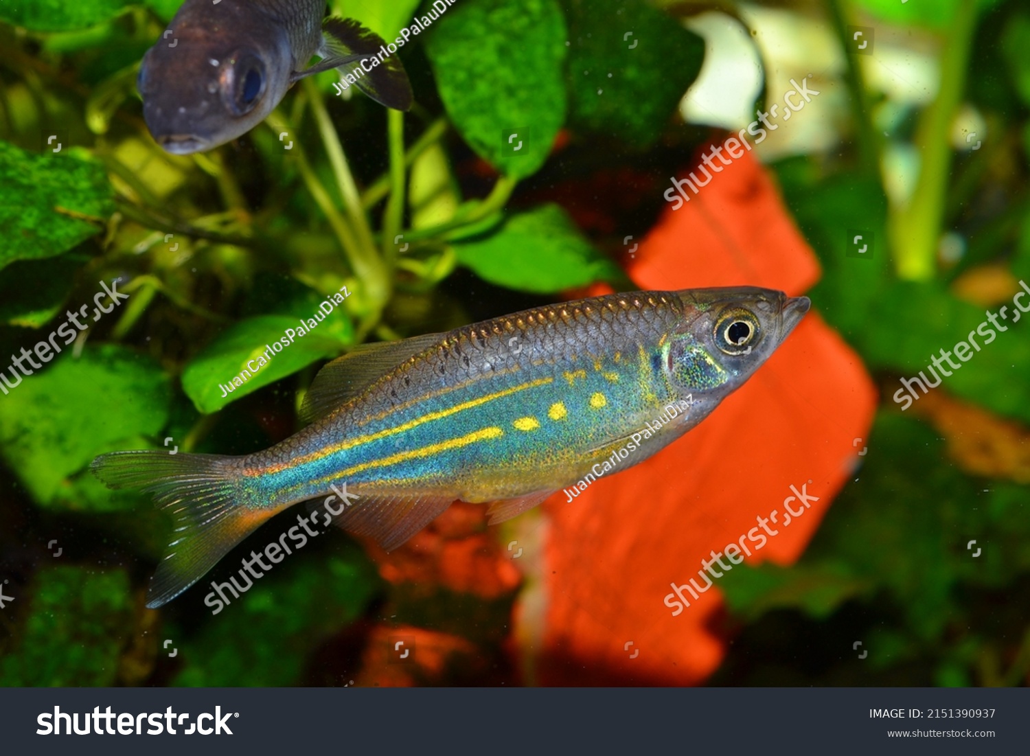 Giant Danio Fish Danio Aequipinnatus Tropical Stock Photo 2151390937 ...