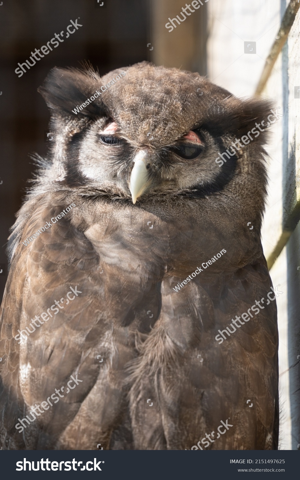 milky eagle owl