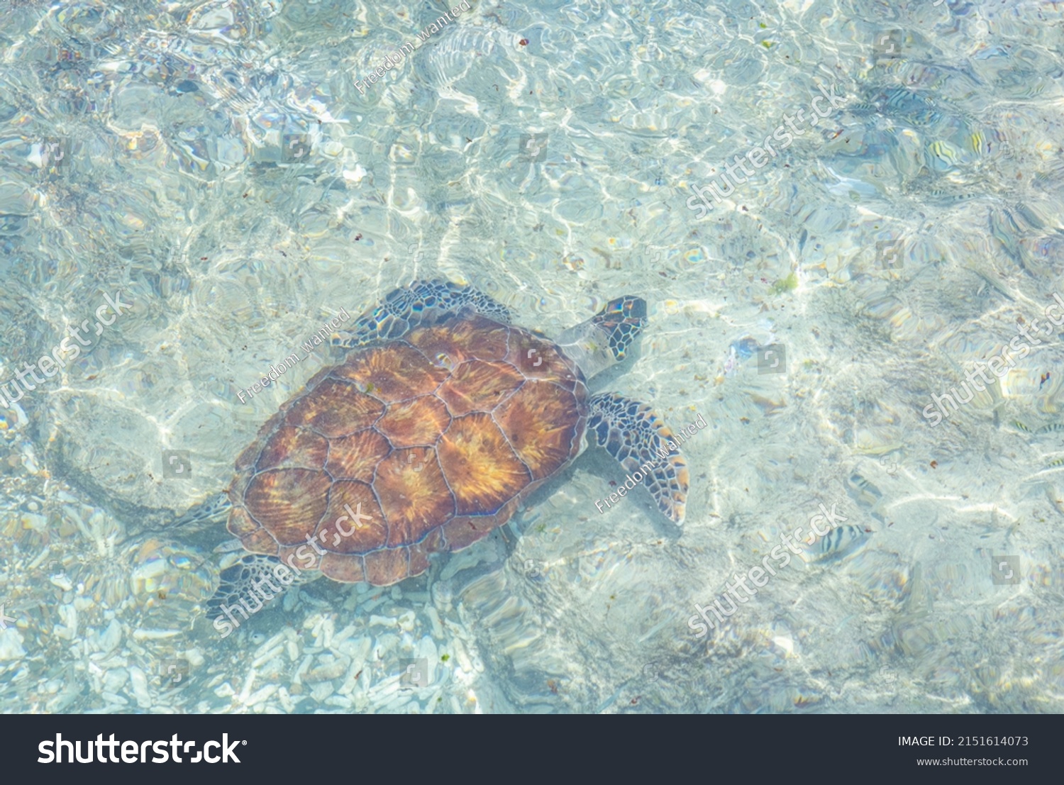 Green Sea Turtle Swimming Shallow Water Stock Photo 2151614073 ...