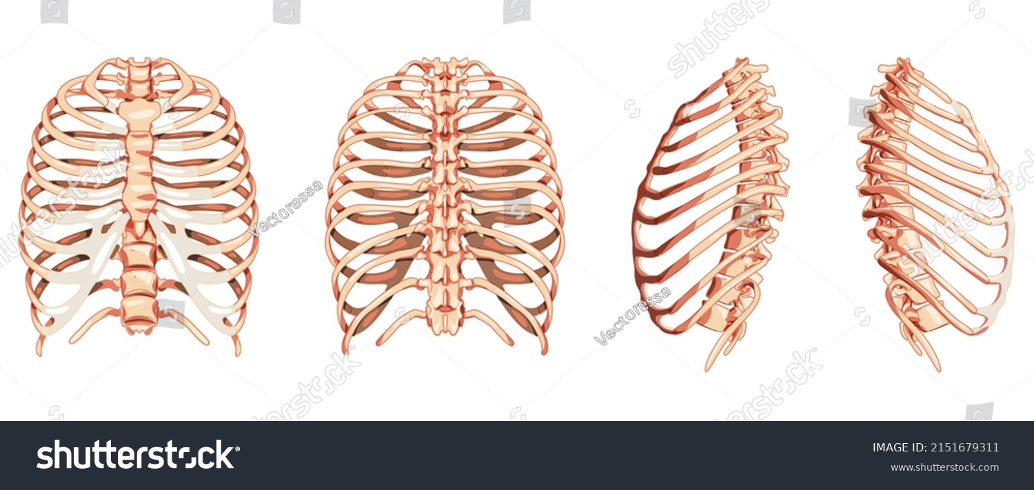 Set Rib Cages Skeleton Human Front Stock Vector Royalty Free Shutterstock