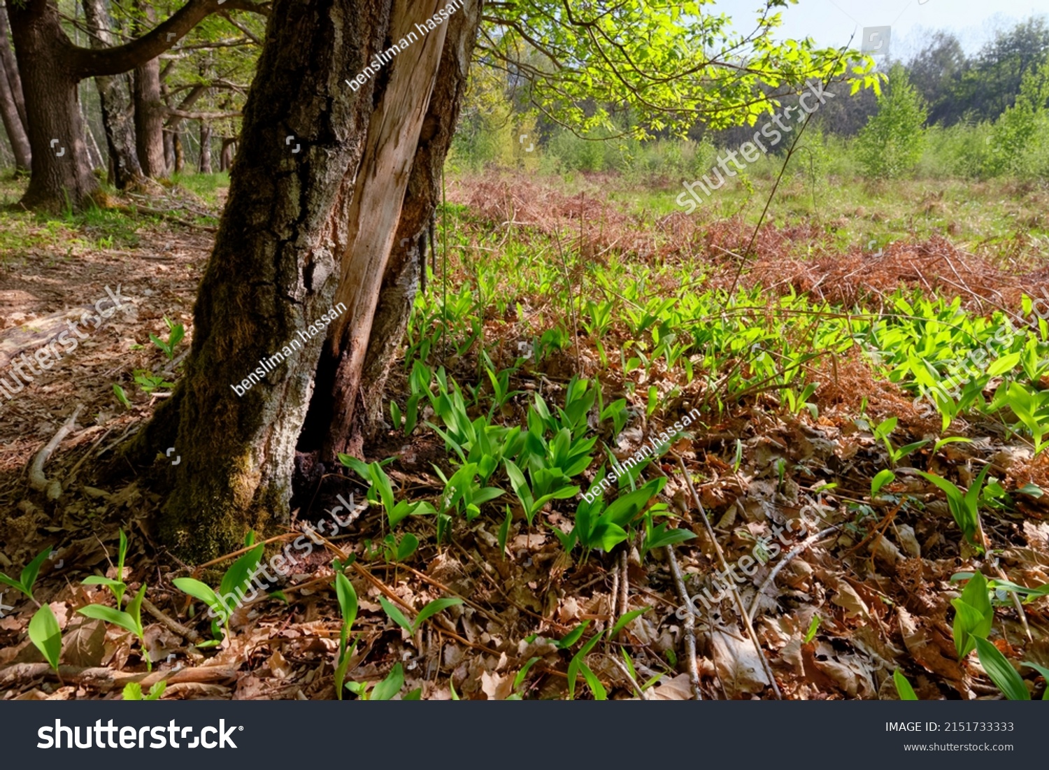 Lily Valley Plants Forest Path Iledefrance Stock Photo 2151733333