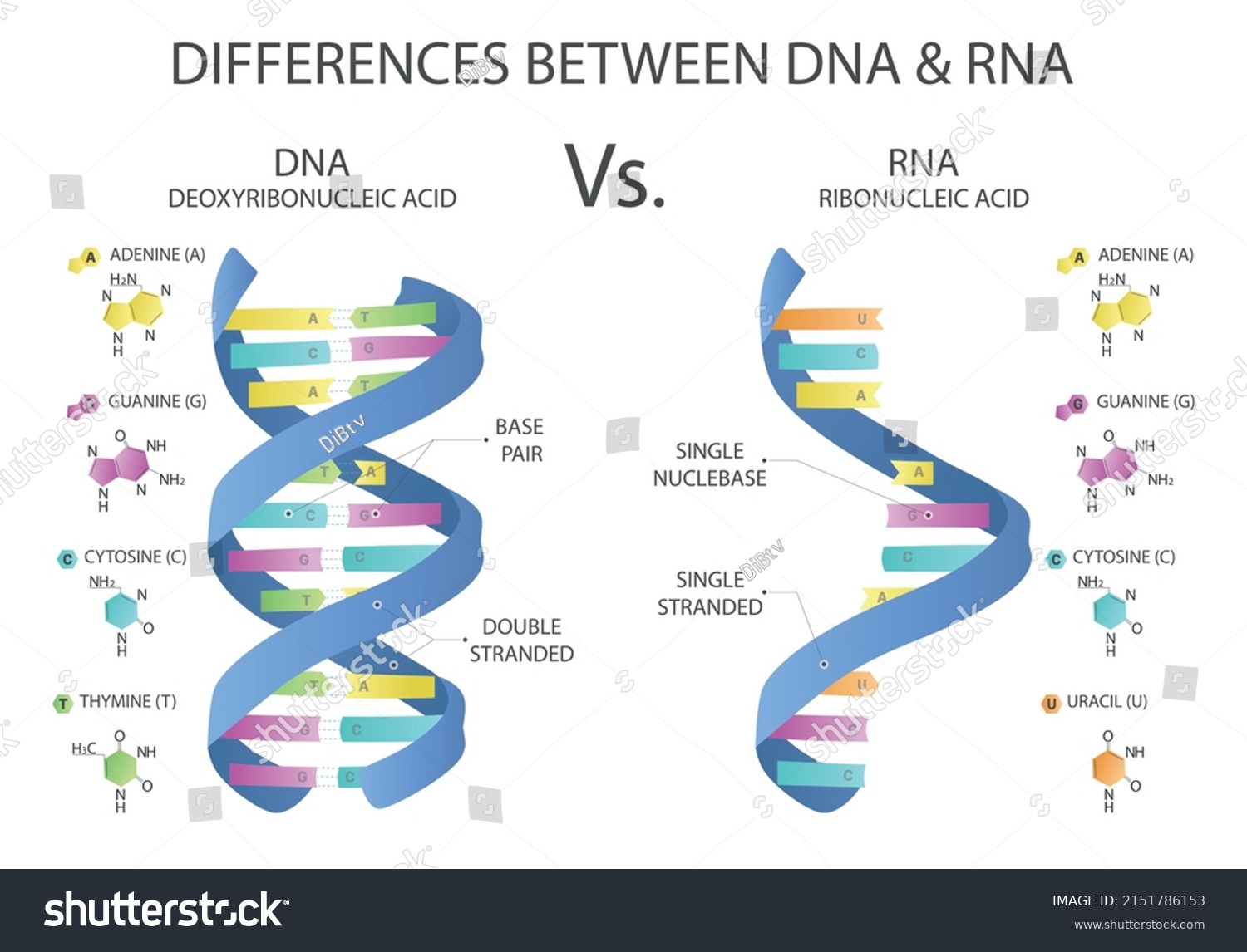 Differences Between Rna Dna Rna Dna Stock Vector (Royalty Free ...