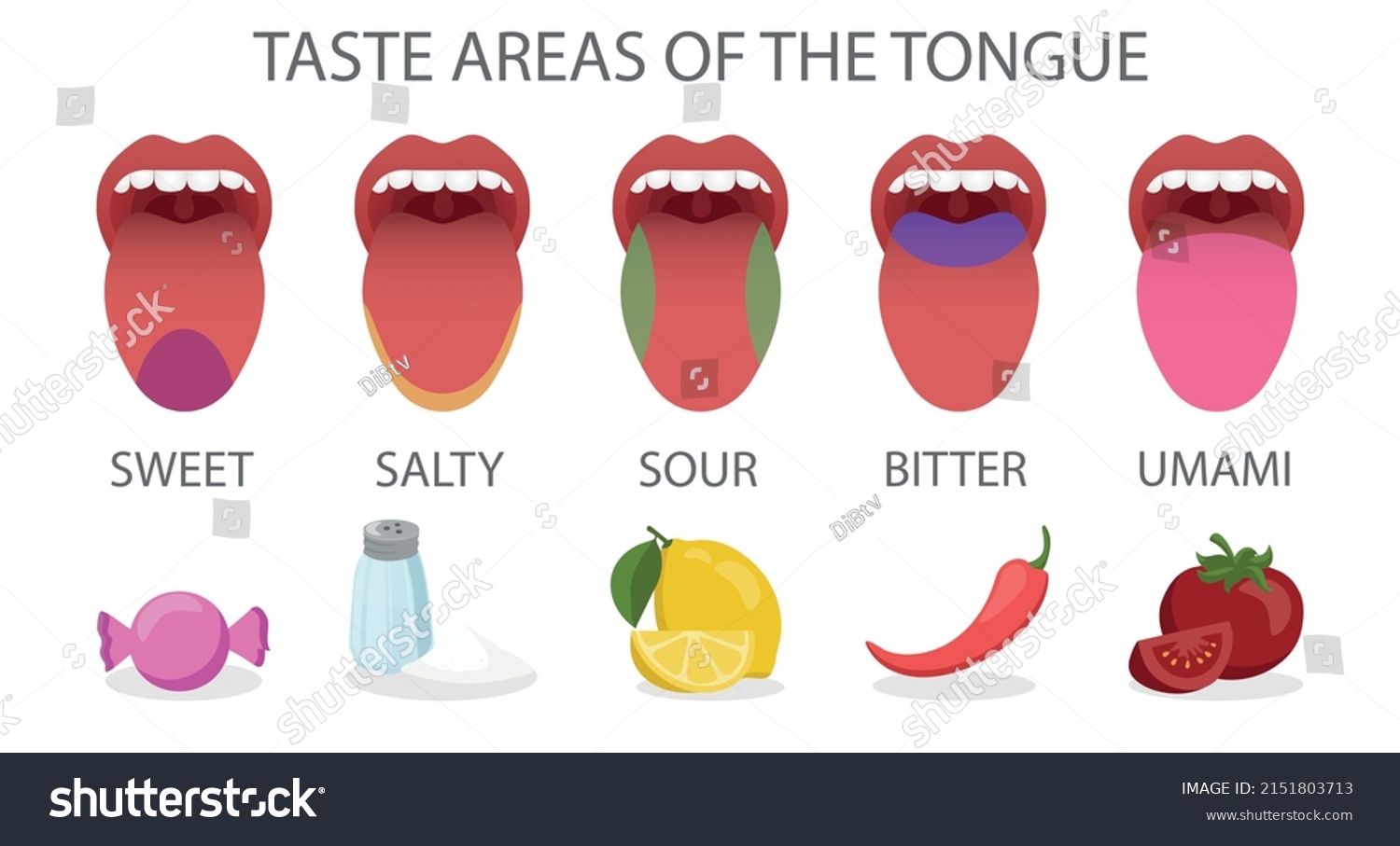 Taste Areas Tongue Vector Illustration Stock Vector (Royalty Free ...