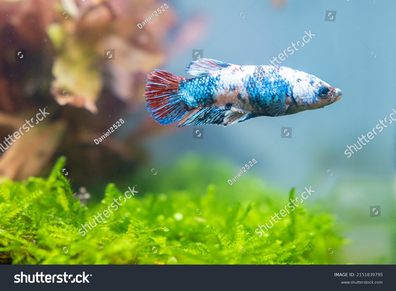 49,902 Blue betta 이미지, 스톡 사진 및 벡터 | Shutterstock