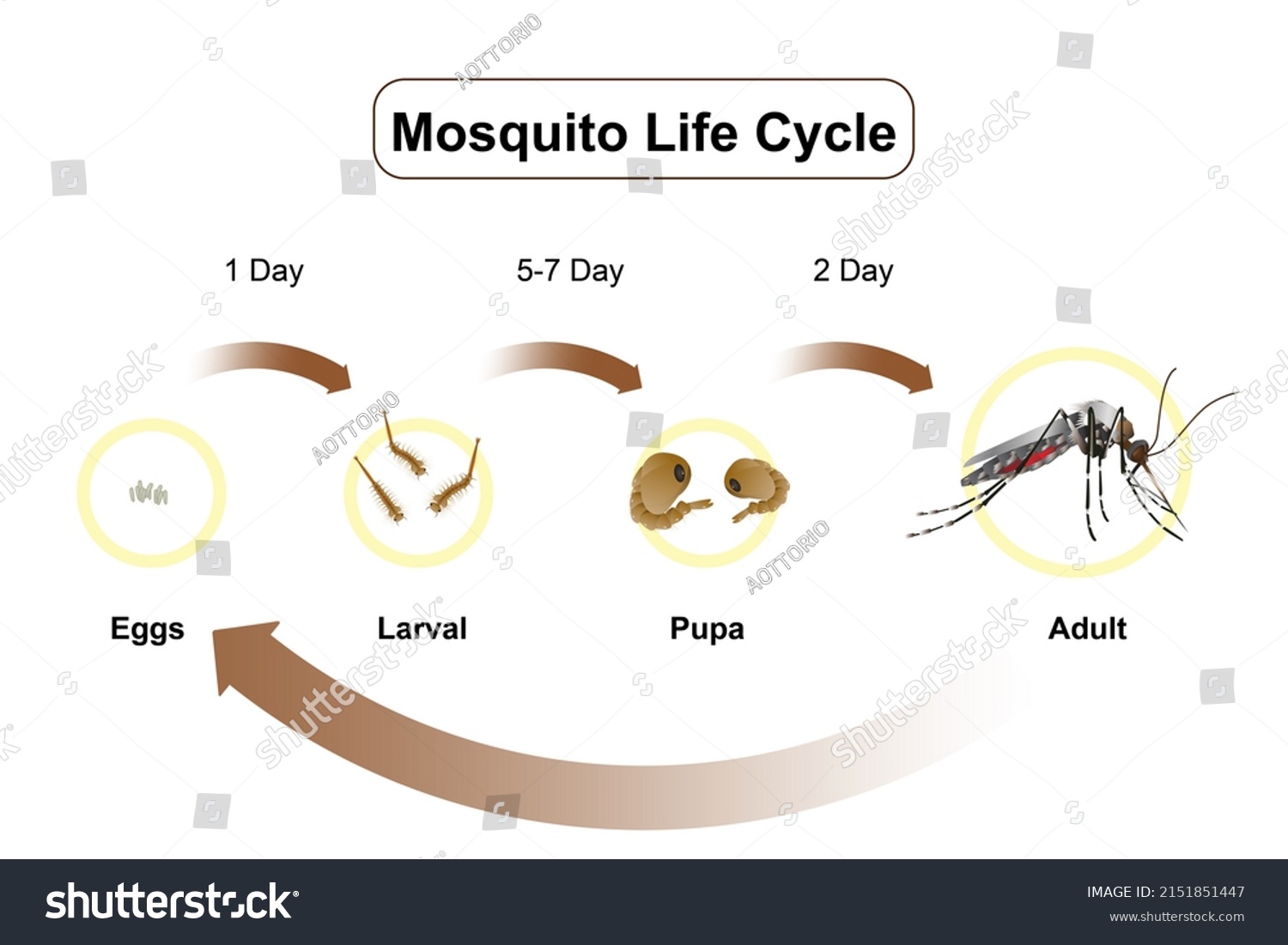 Life Cycle Mosquitoes Vector Infographic Insect Stock Illustration ...