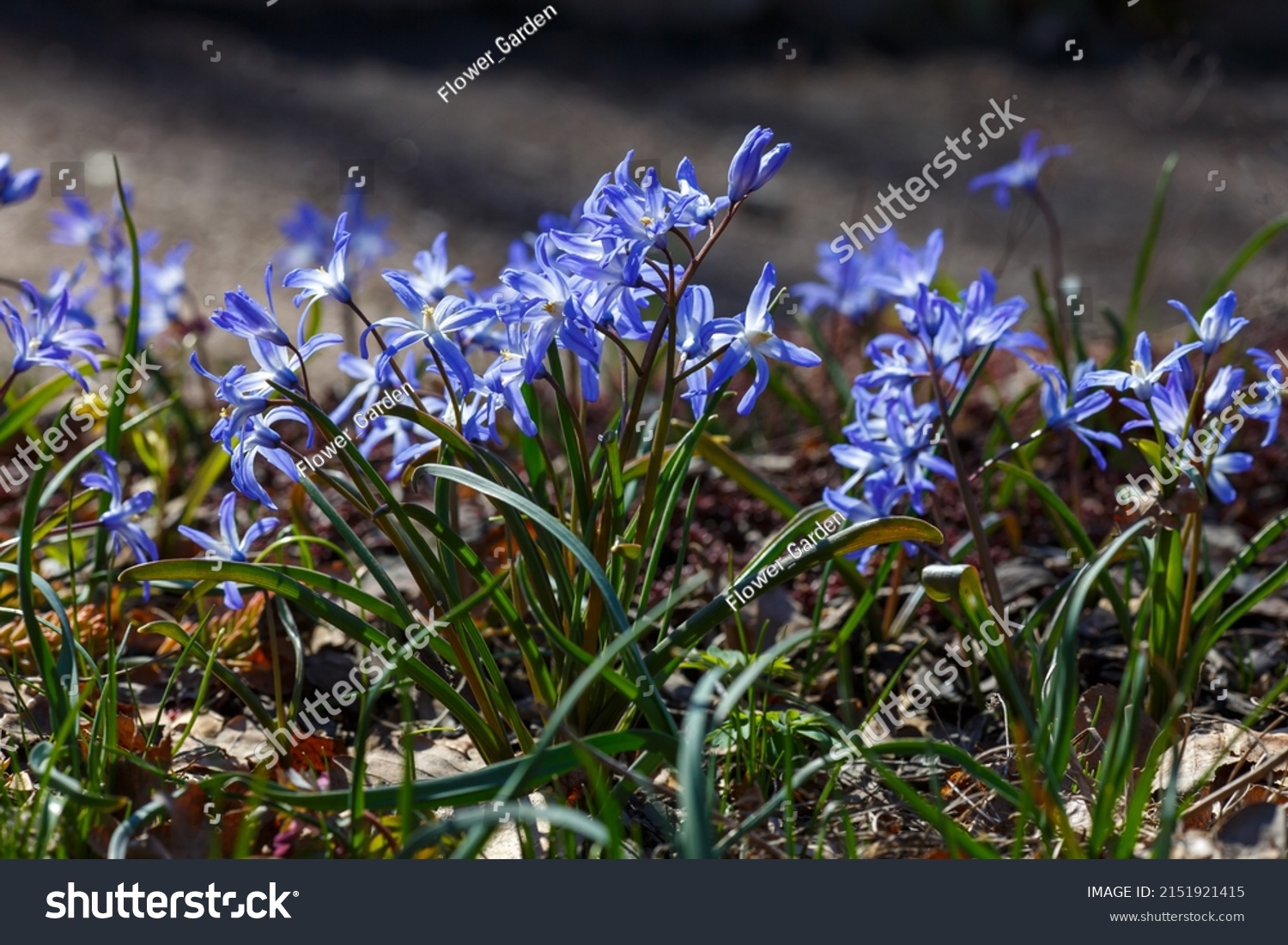 Scilla Luciliae Sort Blue Giant Perennial Stock Photo 2151921415 ...