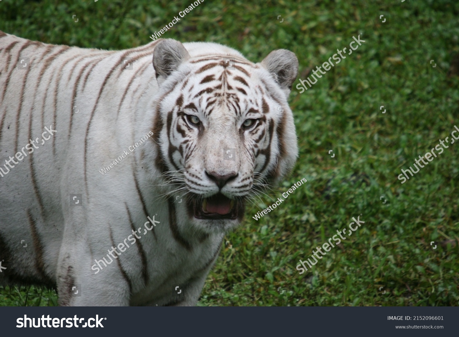 Portrait White Tiger Leucistic Pigmentation Variant Stock Photo ...