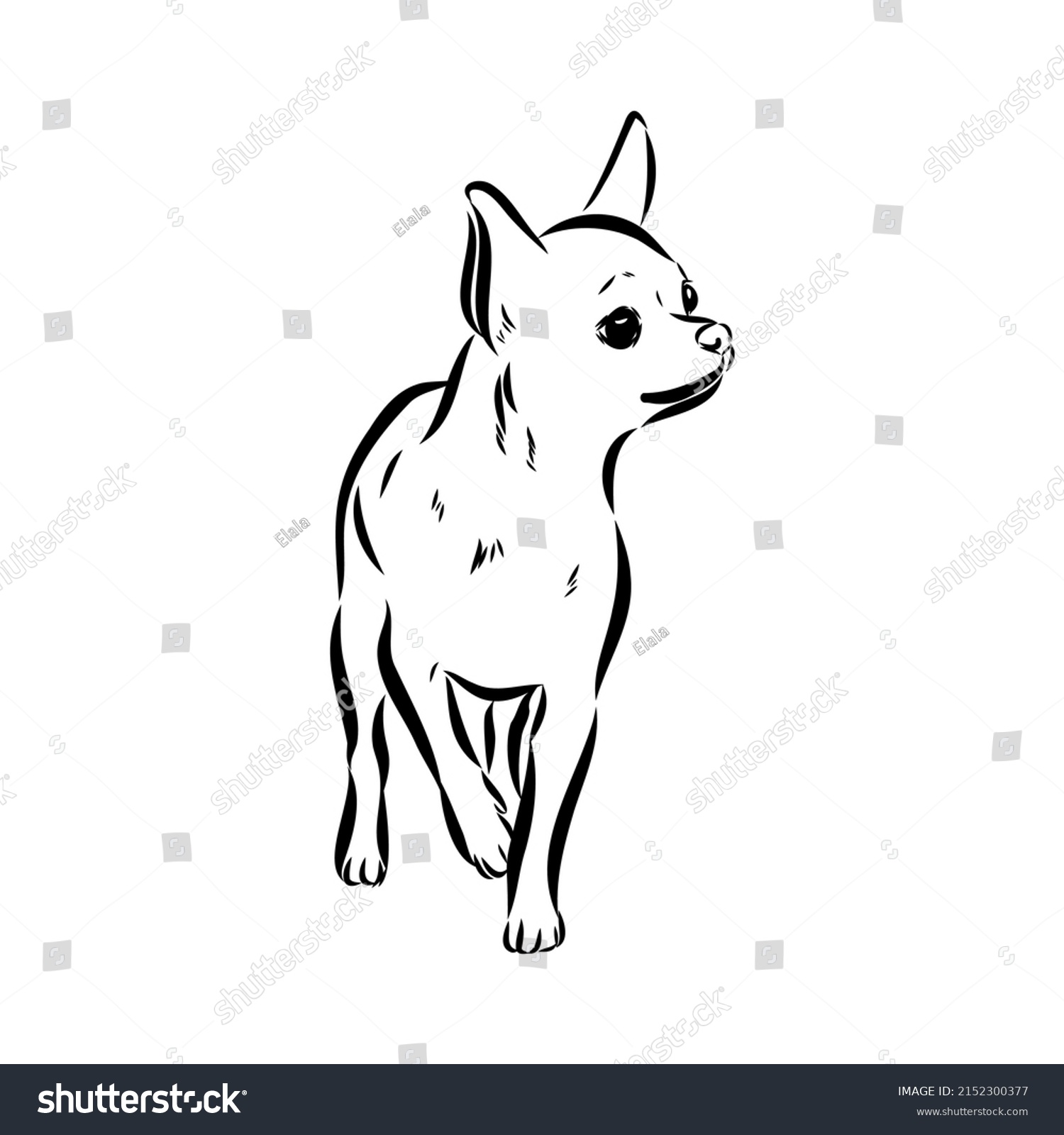 Chihuahua Dog Isolated Vector Illustration Chihuahua Stock Vector 