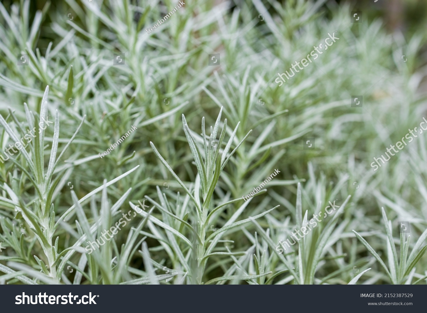 Fresh Rosemary Herb Grow Outdoor Rosemary 2152387529   Stock Photo Fresh Rosemary Herb Grow Outdoor Rosemary Leaves Close Up 2152387529 