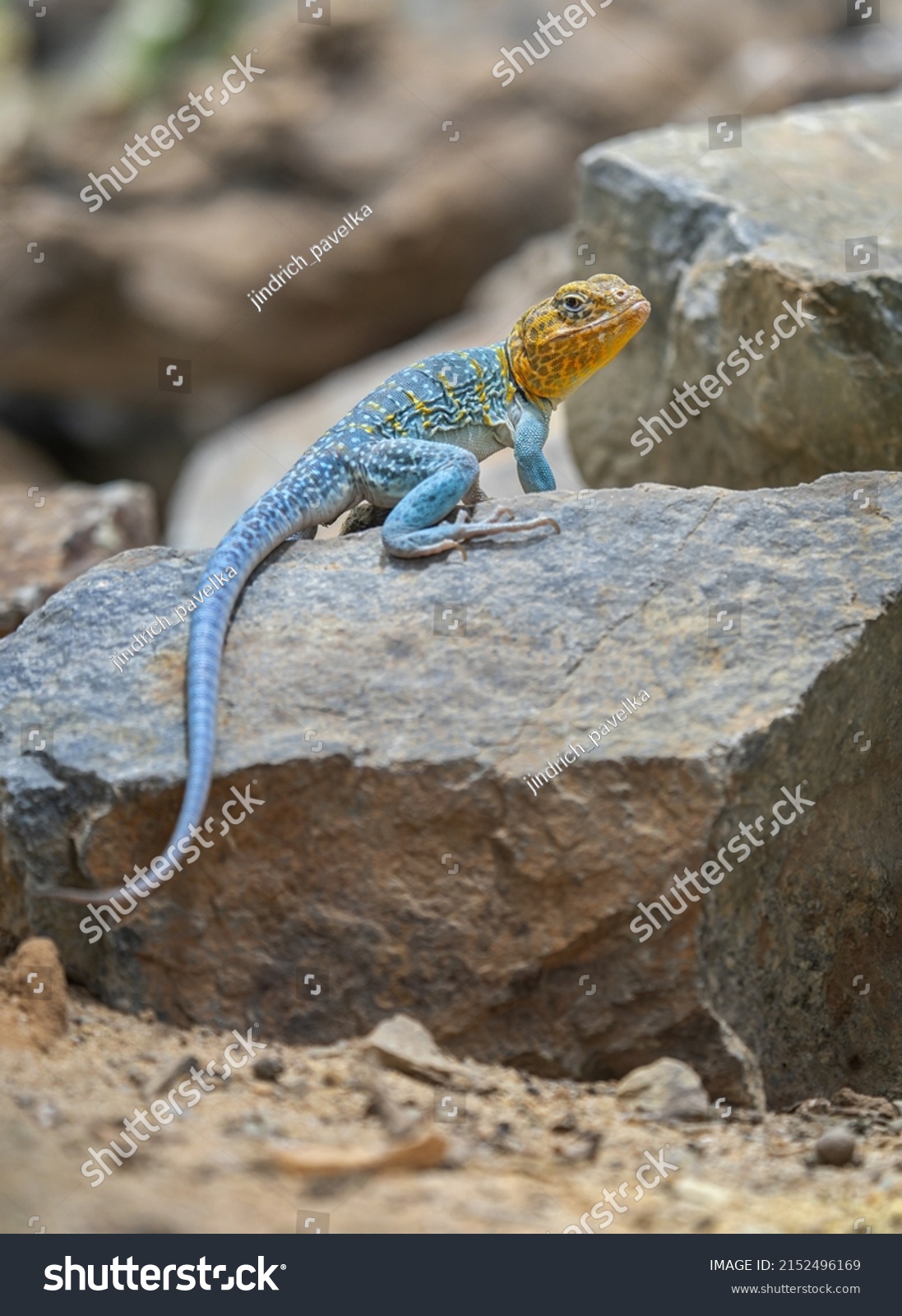 Common Collared Lizard Crotaphytus Collaris Waiting Stock Photo ...