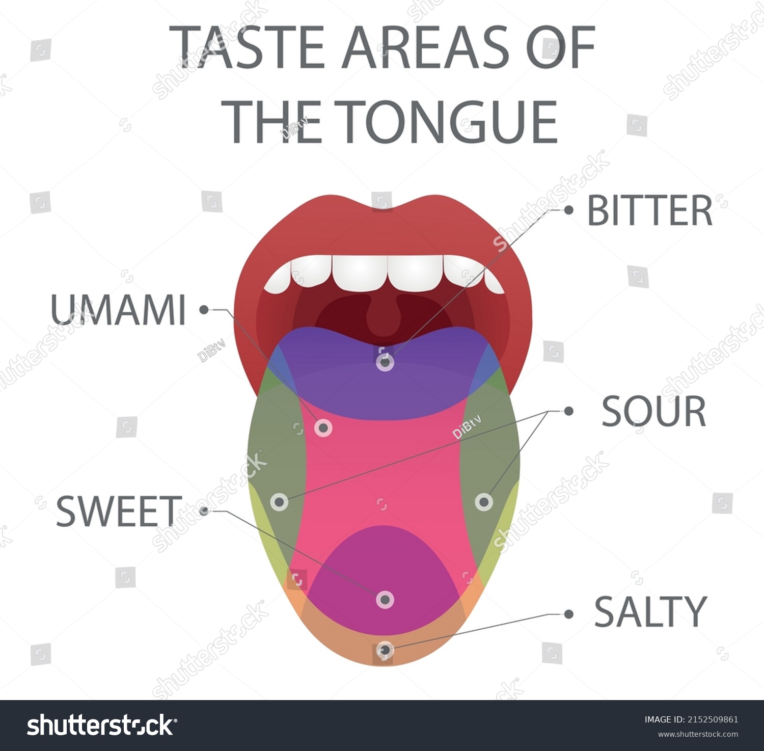 Taste Areas Tongue Vector Illustration Stock Vector (Royalty Free ...