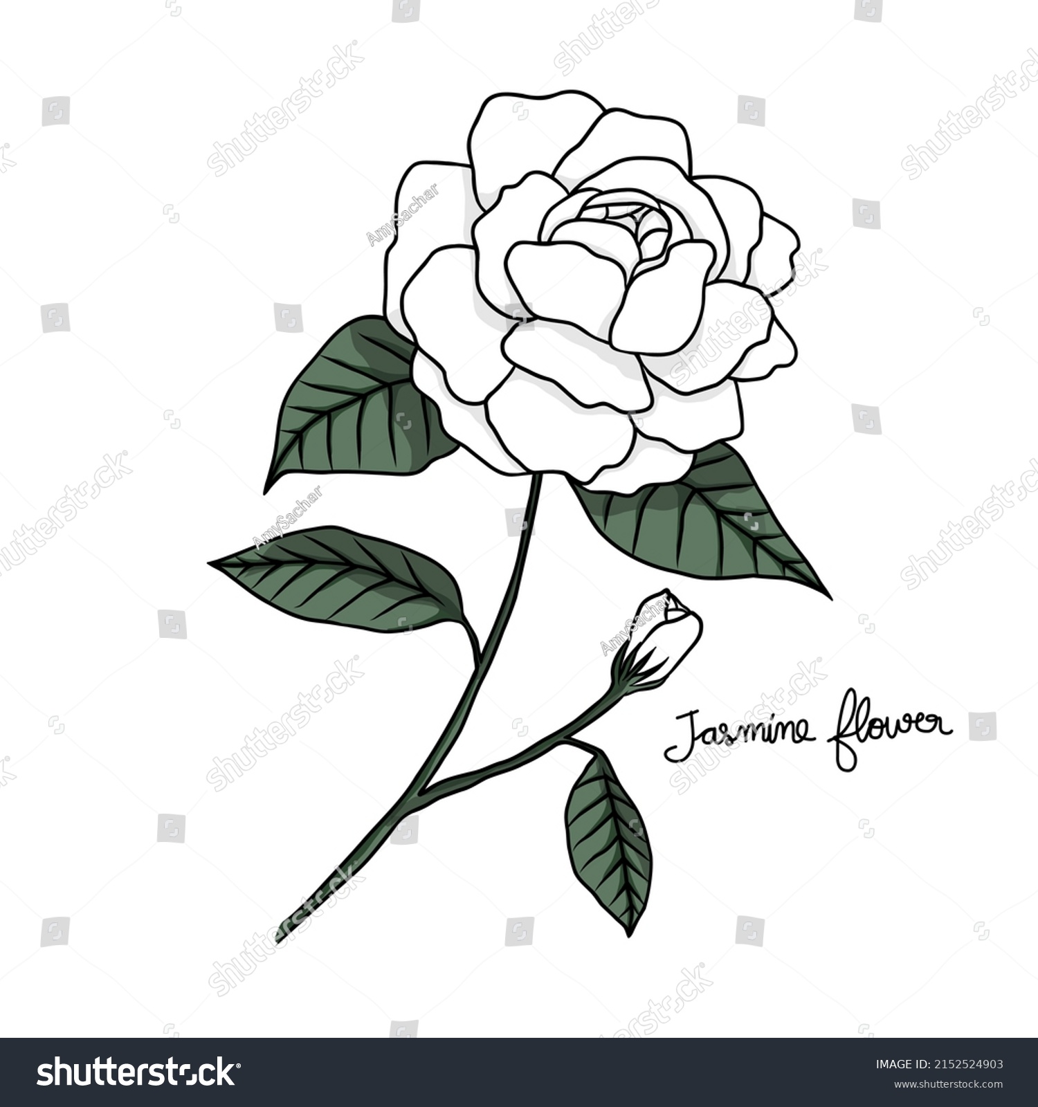 Jasmine Flower Drawing Vector Illustration Stock Vector (Royalty Free ...