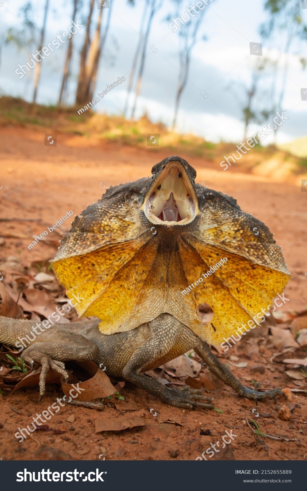 Chlamydosaurus Kingii Frilled Lizard That Looks Stock Photo 2152655889 ...