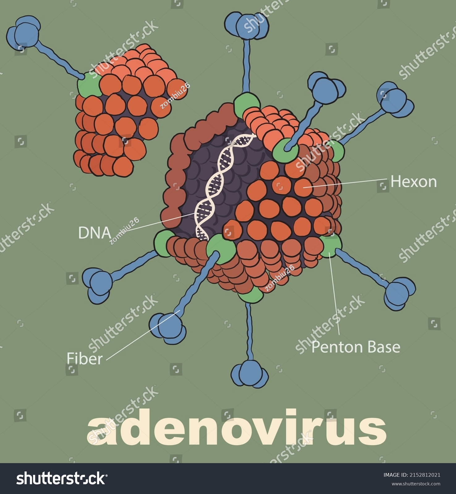 Illustration Adenovirus Cross Section Vector Stock Vector (Royalty Free ...