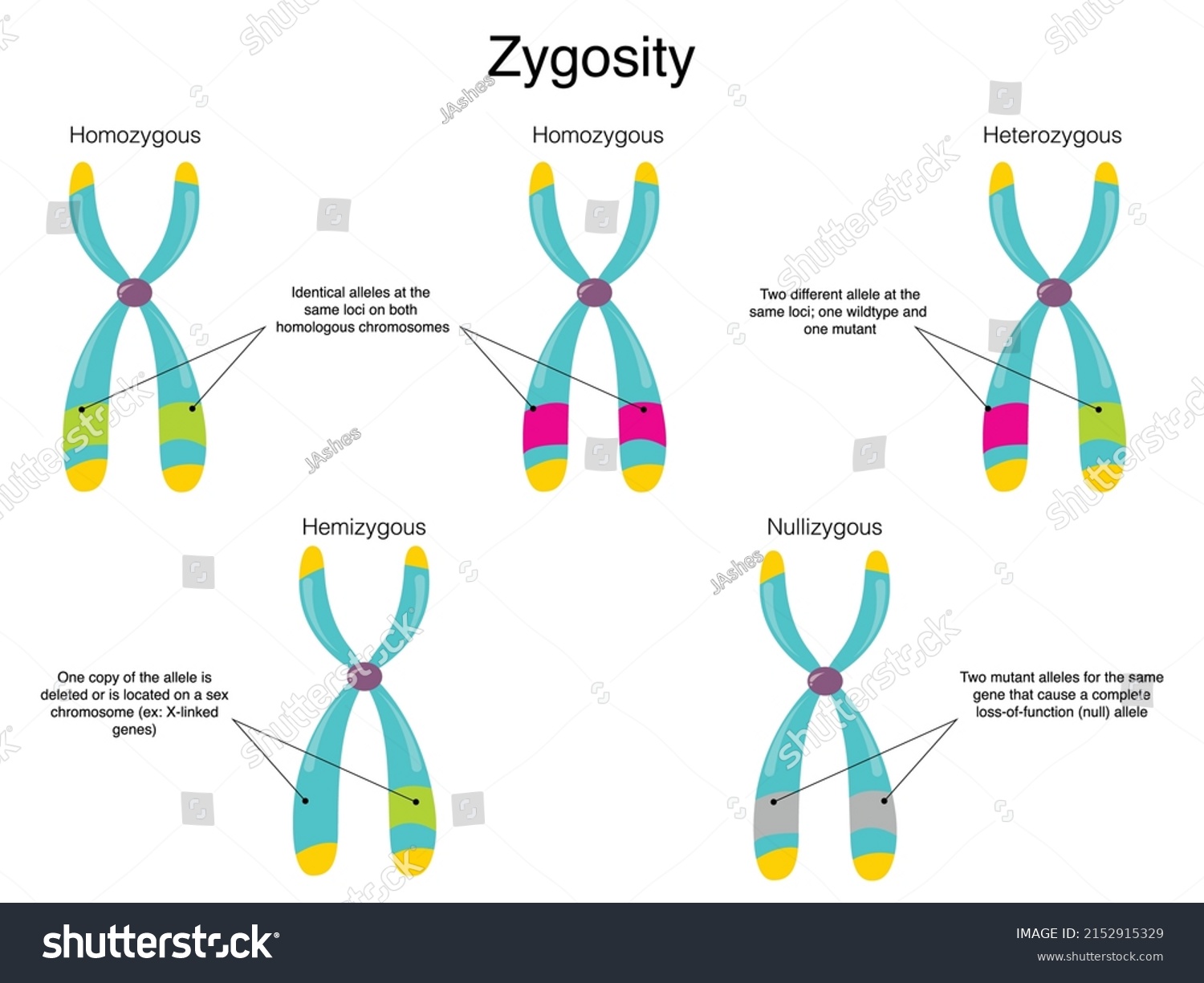 2 Zygosity Images, Stock Photos & Vectors | Shutterstock