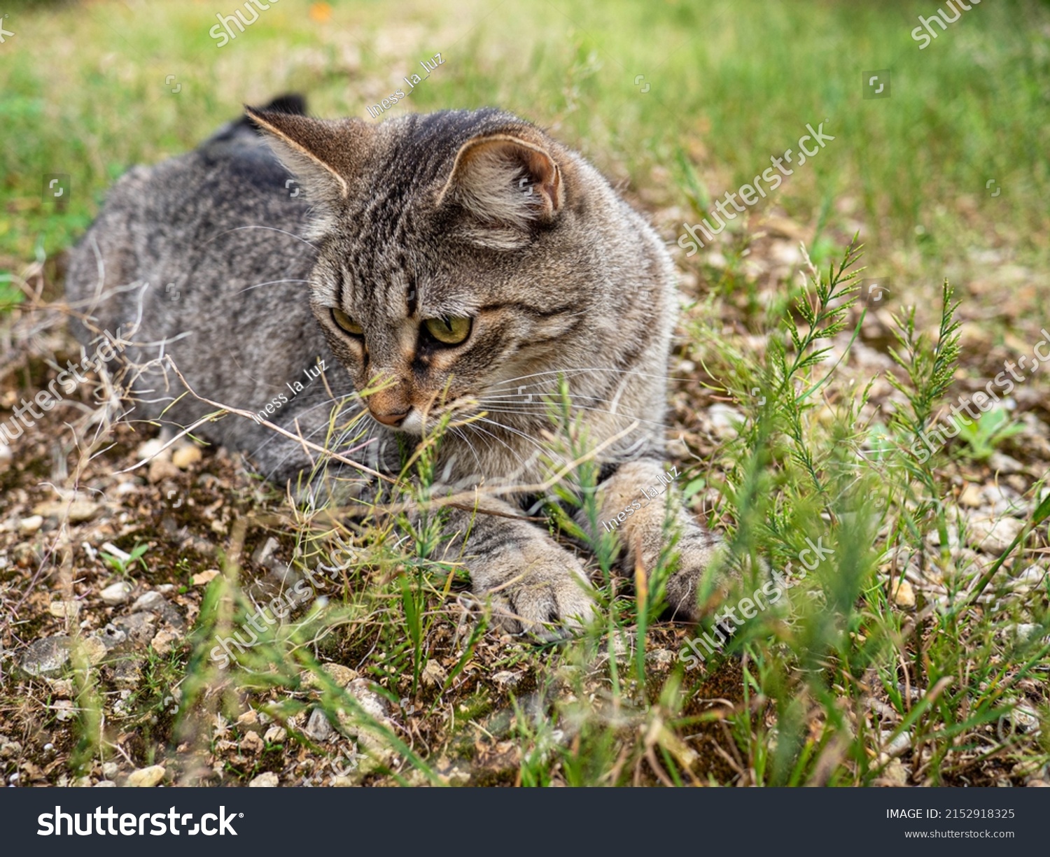 Face Smart Tabby Cat Stock Photo 2152918325 | Shutterstock