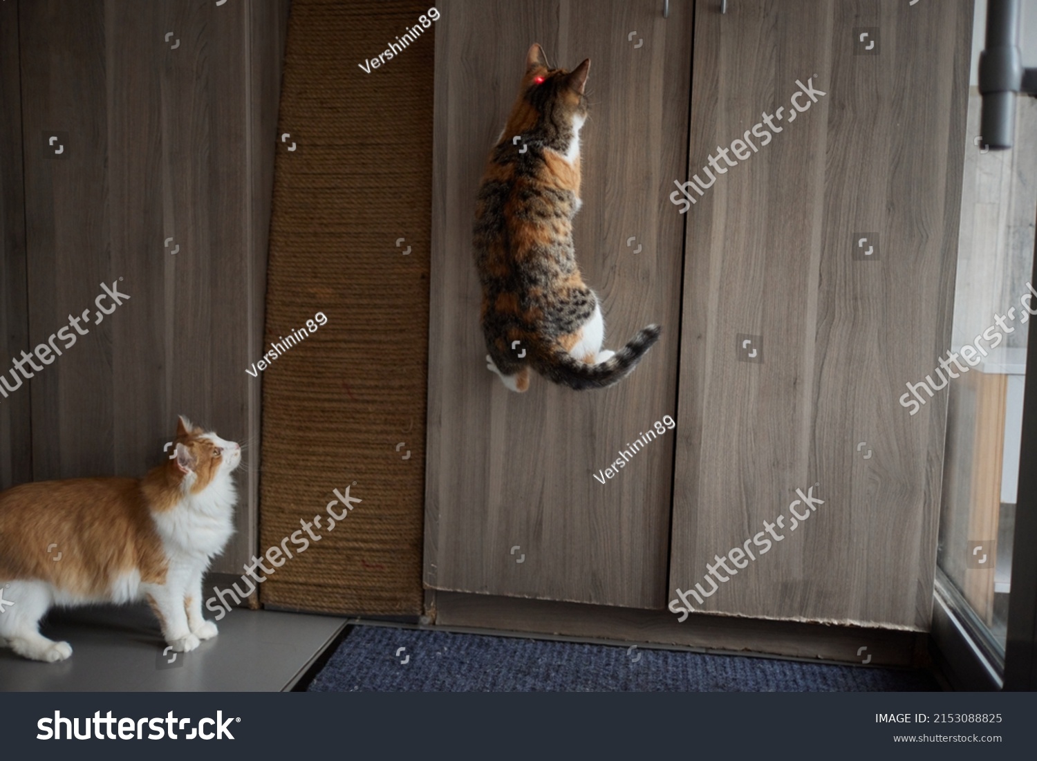 cats laser pointer stairs clipart