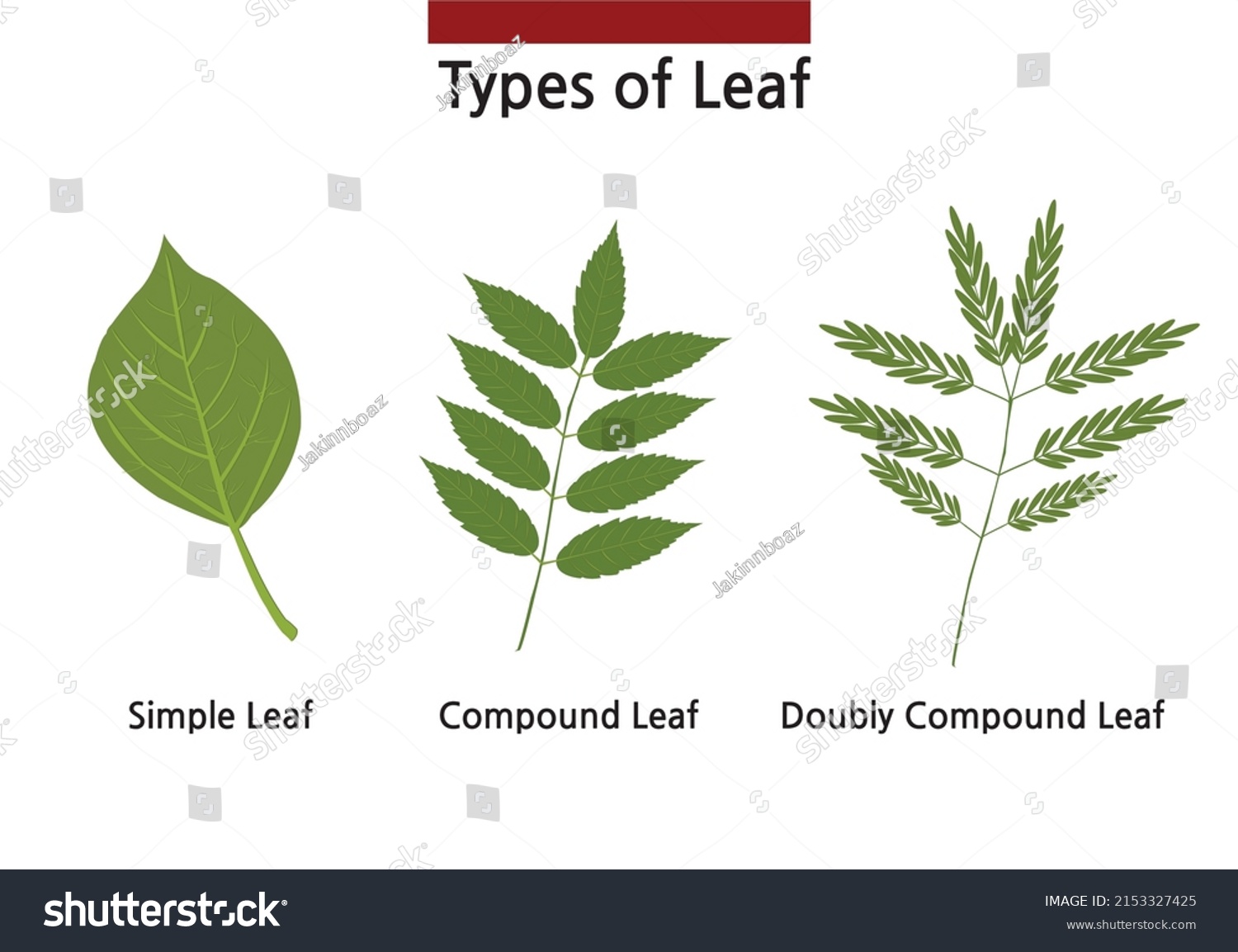 Drawing Simple Compound Doubly Compound Leaves Stock Vector (Royalty ...