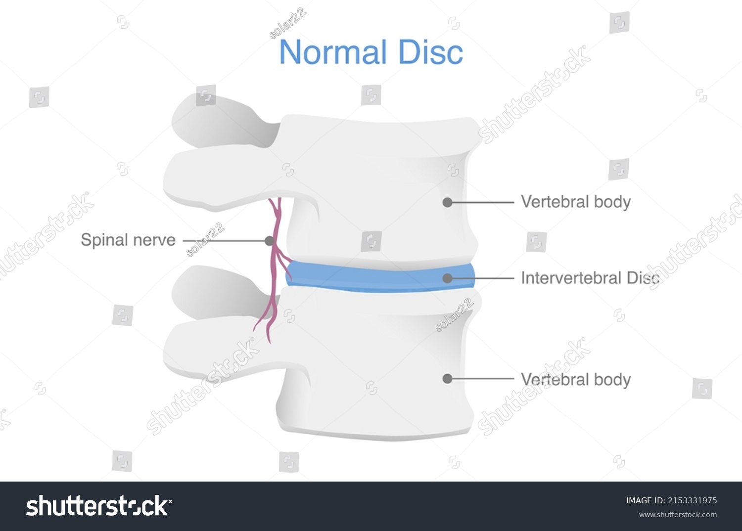 Anatomy Normal Human Disc Illustration Medical Stock Vector (Royalty ...