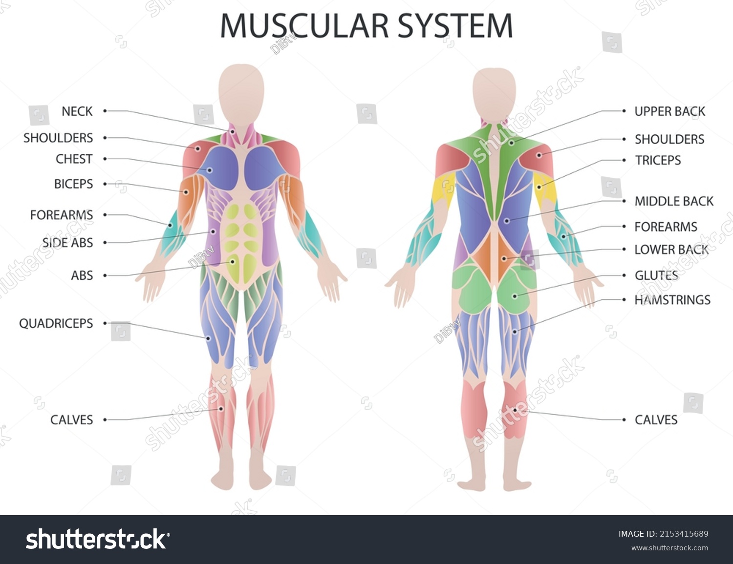 Muscular Human Body Illustration Human Muscles Stock Vector (Royalty ...