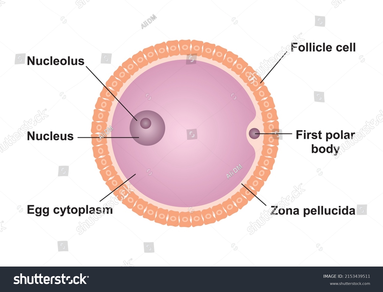 Scientific Designing Ovum Structure Colorful Symbols Stock Vector ...