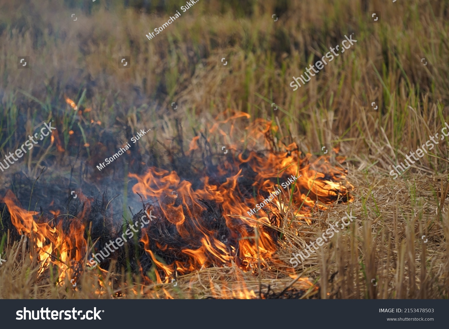 Agricultural Waste Burning Cause Smog Pollution Stock Photo 2153478503 ...