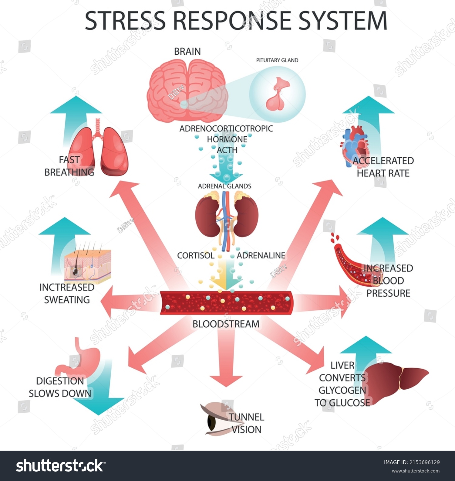 Stress Response System Vector Illustration Stock Vector (Royalty Free ...