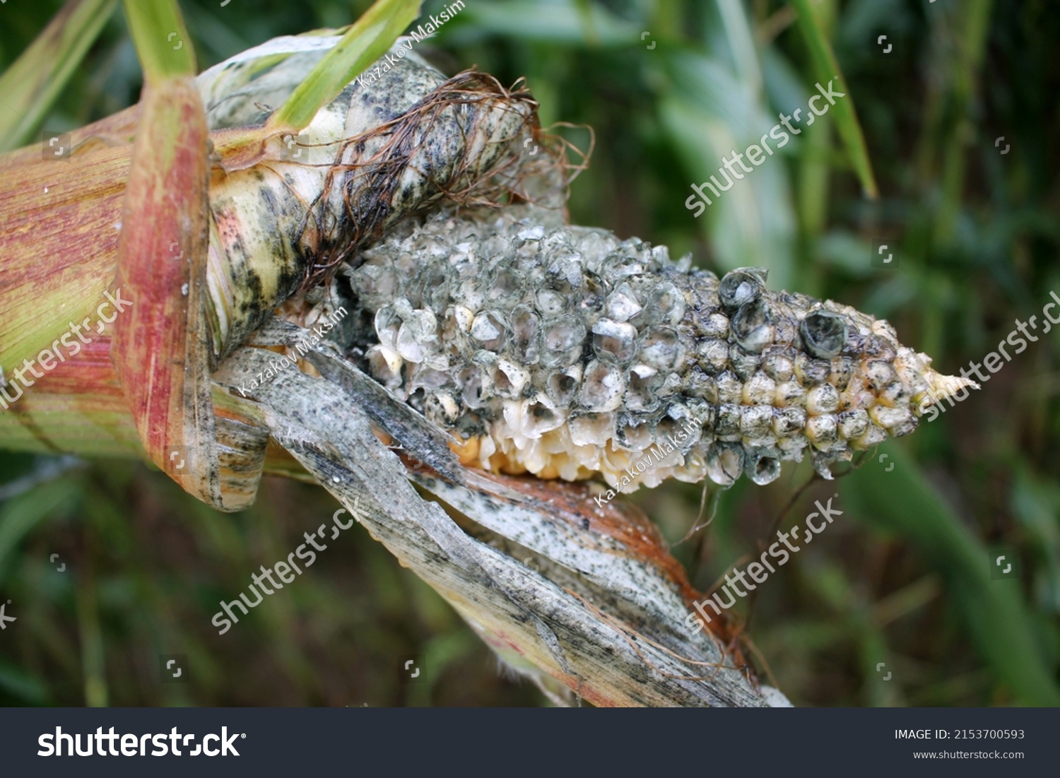 Corn Cob Severely Damaged By Fungal Stock Photo 2153700593 | Shutterstock