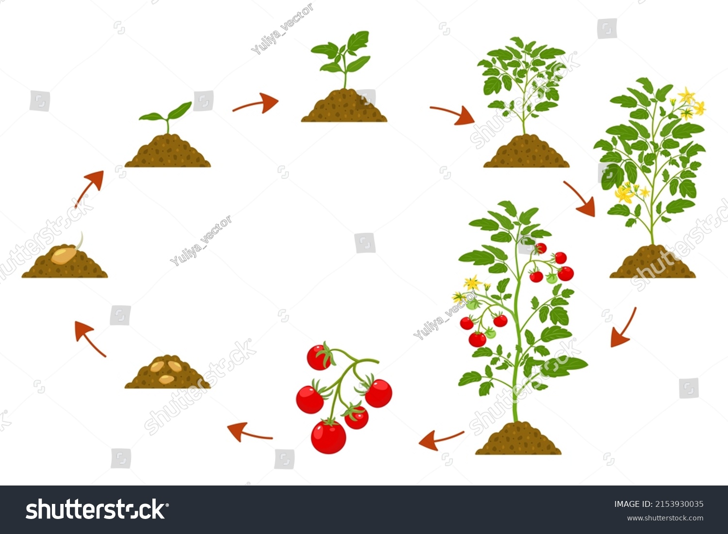 Development Cycle Tomatoes Botanical Illustration Cultivation Stock ...