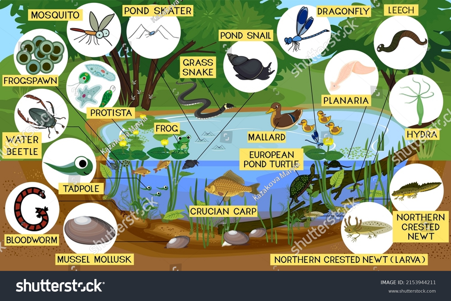 Ecosystem Pond Different Animals Birds Insects Stock Vector (Royalty ...