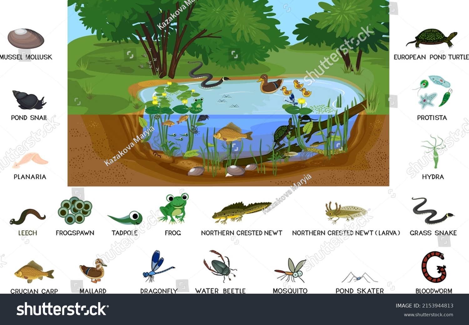 Ecosystem Pond Different Animals Birds Insects Stock Vector (Royalty ...