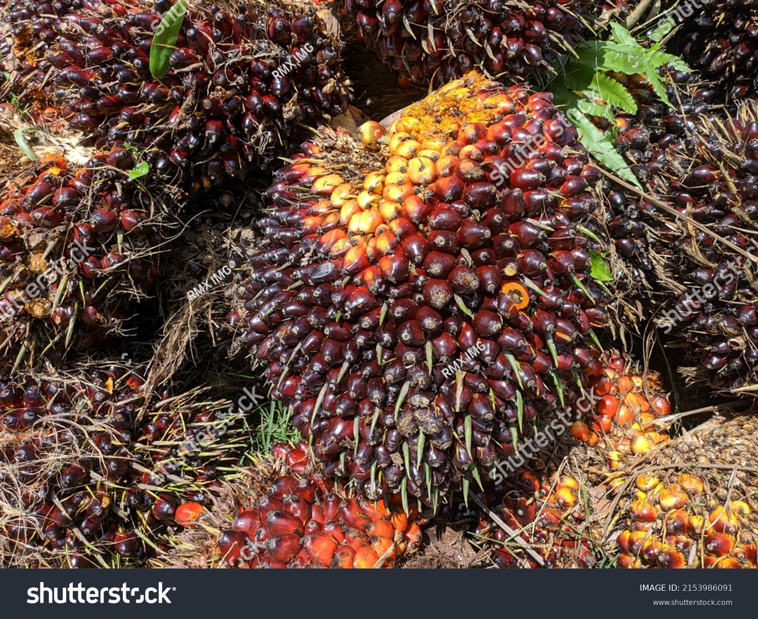 Oil Palm Fruit Elaeis Guineensis Kalimantan Stock Photo 2153986091 ...