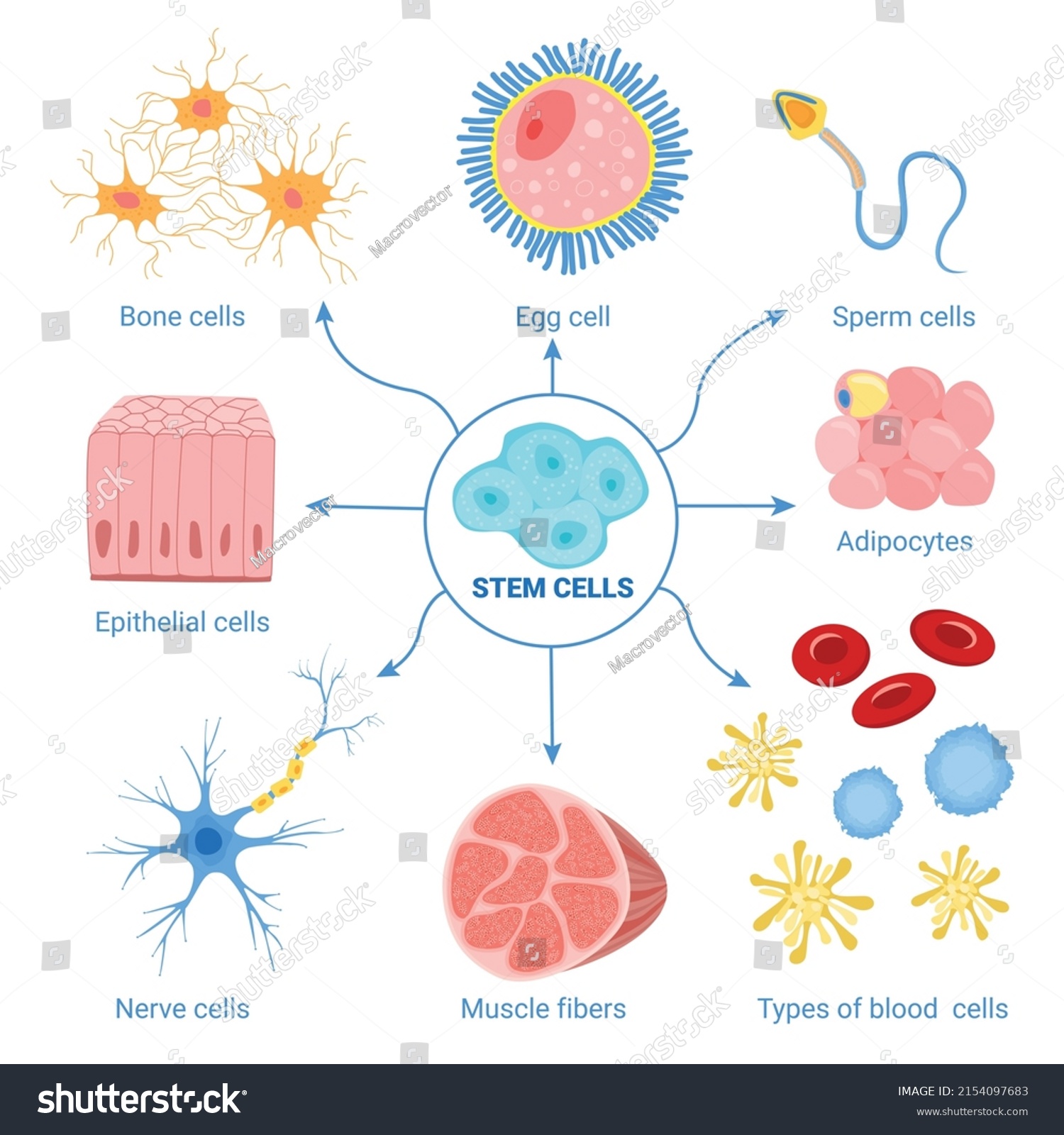 Human Cells Set Isolated Icons Muscle Stock Vector (Royalty Free ...