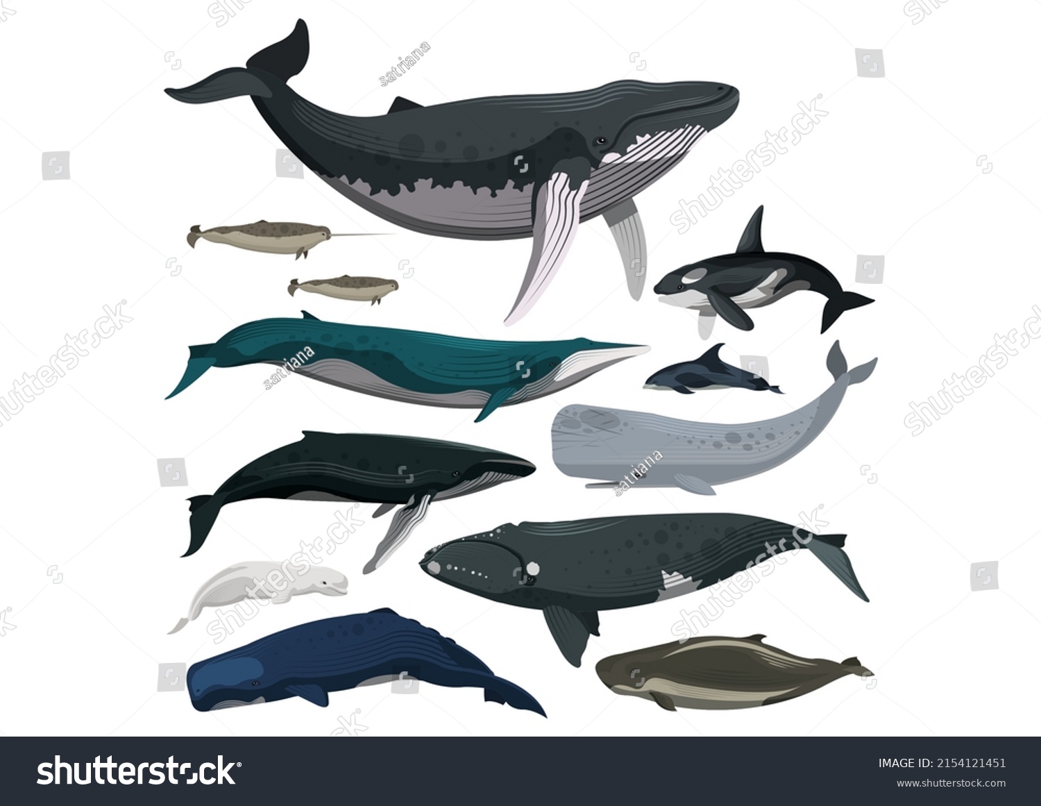 Cartoon Set Whales Beluga Killer Whale Stock Illustration 2154121451 ...