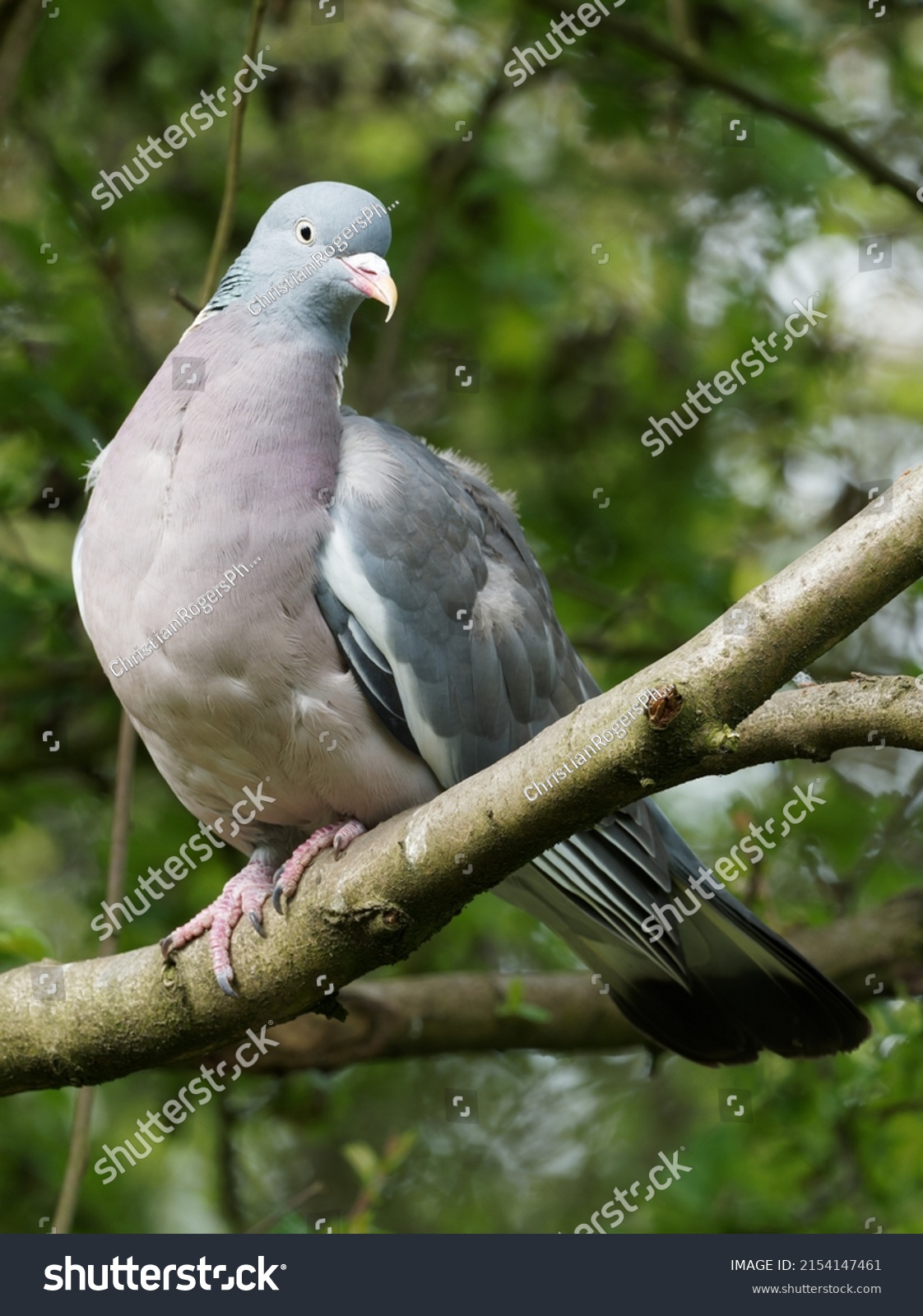 413 Woodpigeon On Tree Images, Stock Photos & Vectors | Shutterstock