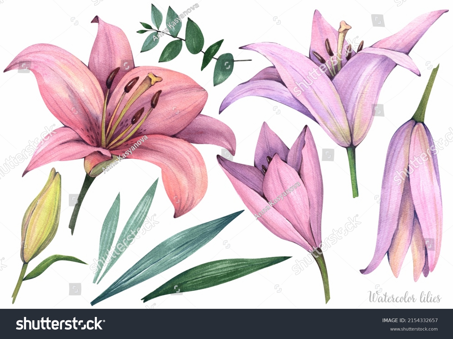 Pink Lilies On White Background Set Stock Illustration 2154332657 ...