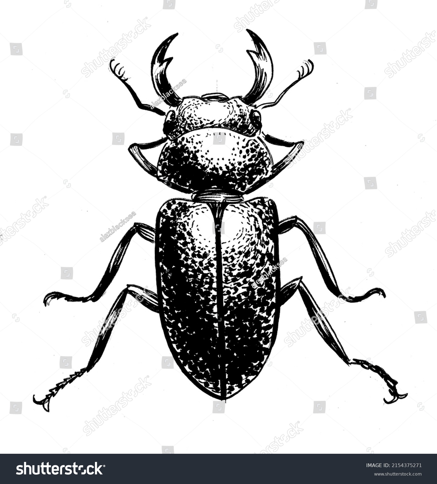 Stag Beetle Ink Black White Drawing Stock Illustration 2154375271 ...