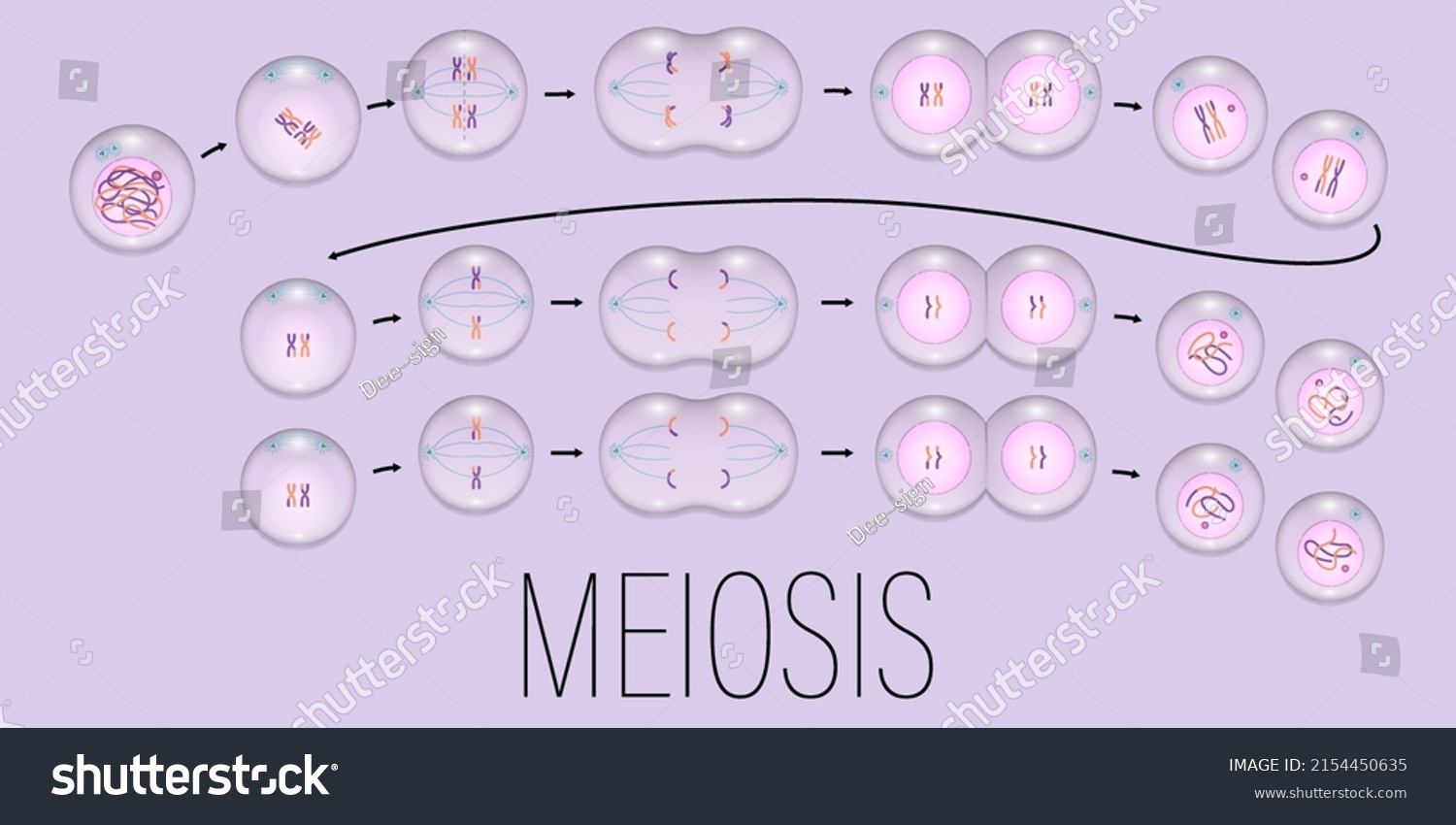 Vektor Stok Meiosis Interphase Prophase Metaphase Anaphase Telophase