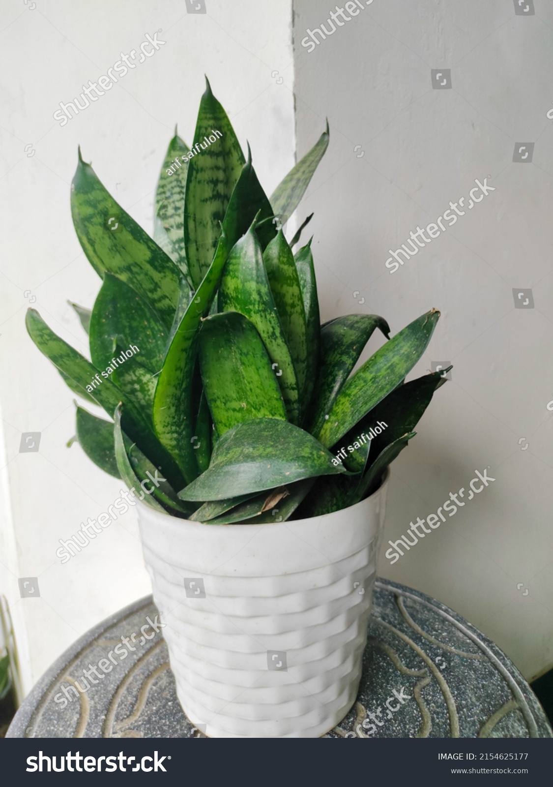 Dracaena Trifasciata Species Flowering Plant Family Stock Photo ...