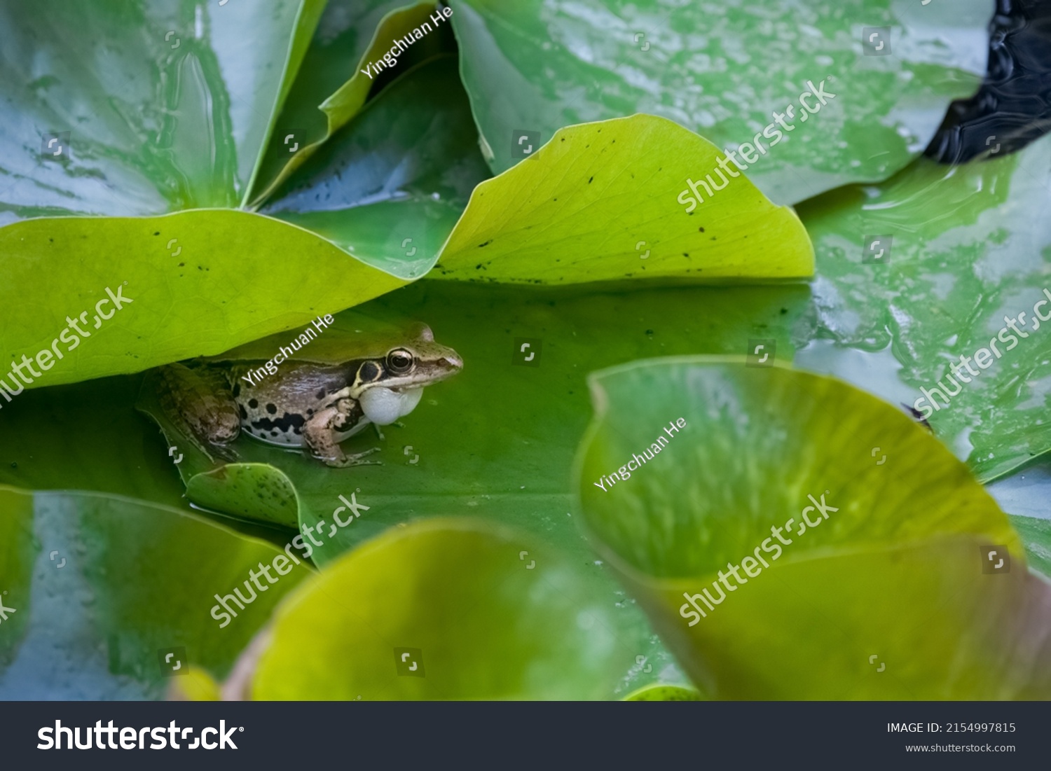 Close Frog Making Mating Sound Call Stock Photo 2154997815 Shutterstock Close Frog Making Mating Sound Call Stock Photo 2154997815 Shutterstock