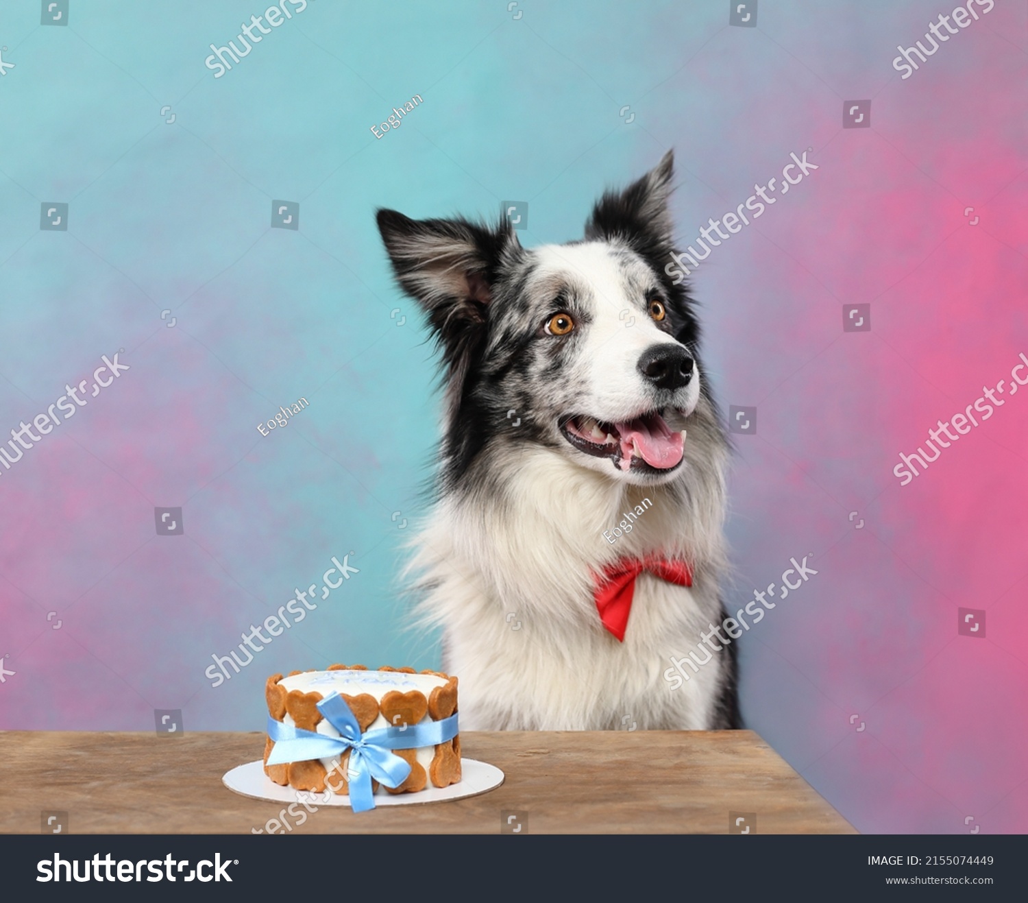 Blue Merle Border Collie Birthday Cake Stock Photo 2155074449 ...