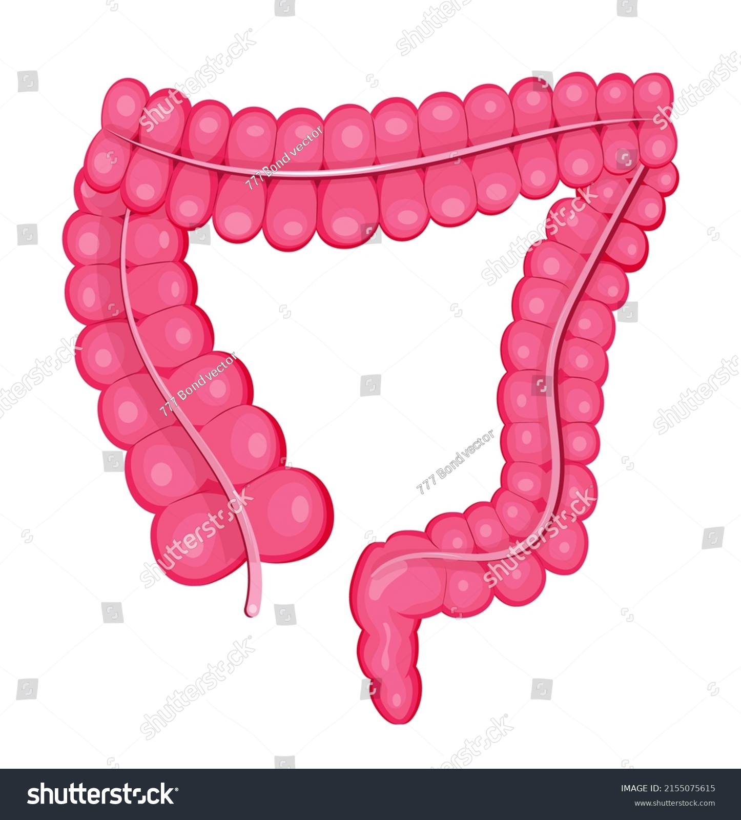 Large Intestine Vector Flat Detail Style Stock Vector (Royalty Free ...