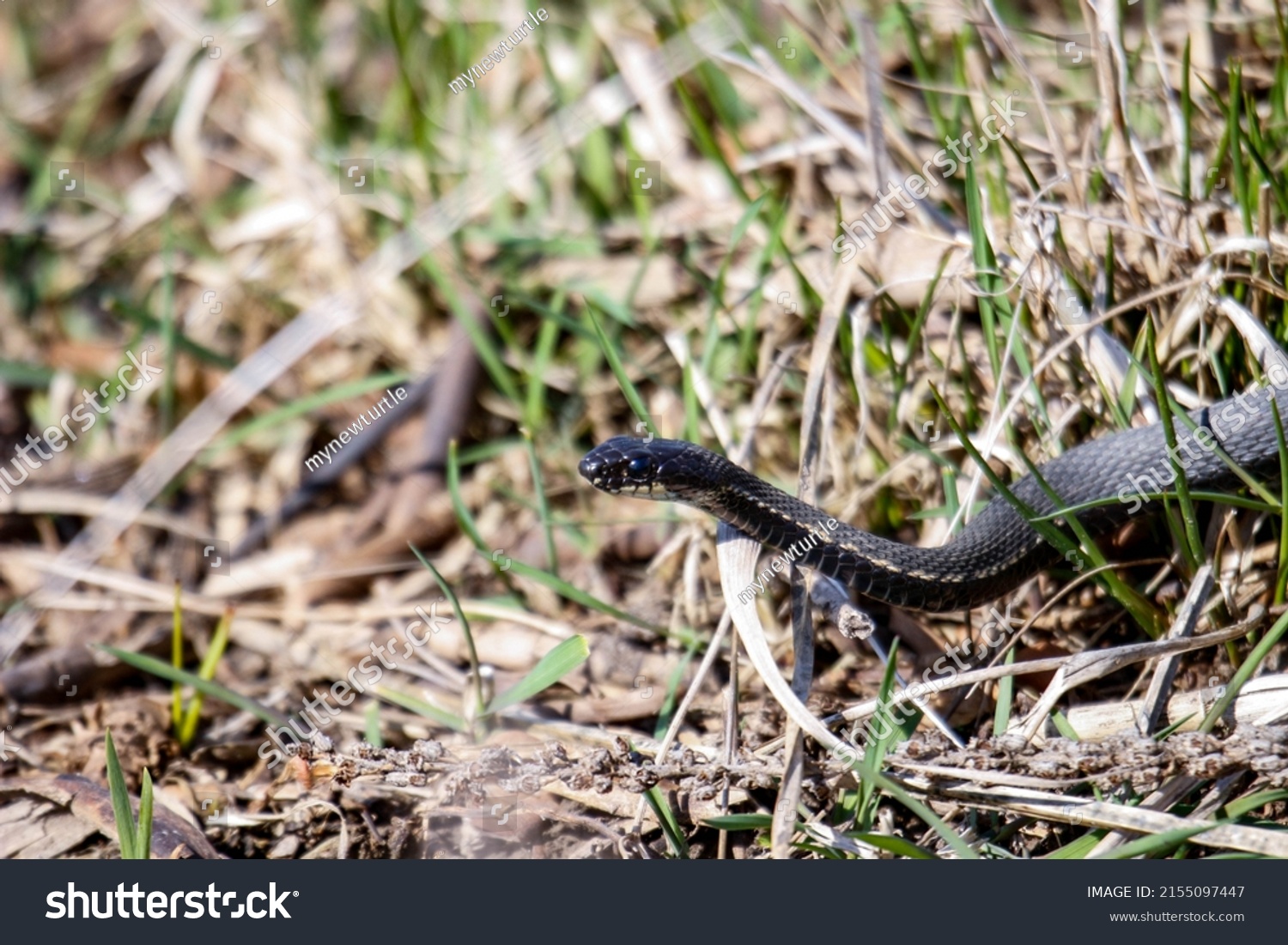 Melanistic Garter Snake Canada Genetic Mutation Stock Photo 2155097447 ...