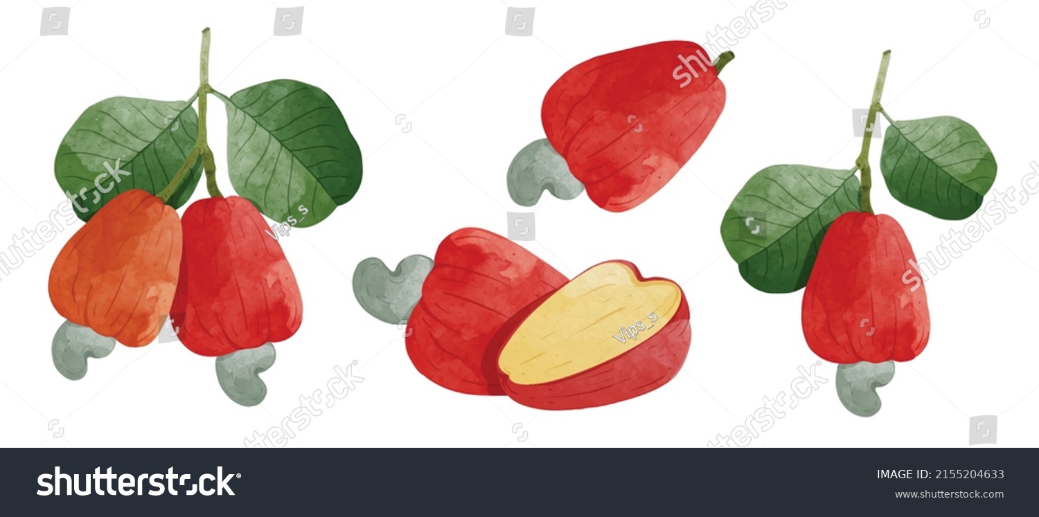 Set Cashew Fruit Design Elements Watercolour Stock Vector (Royalty Free ...