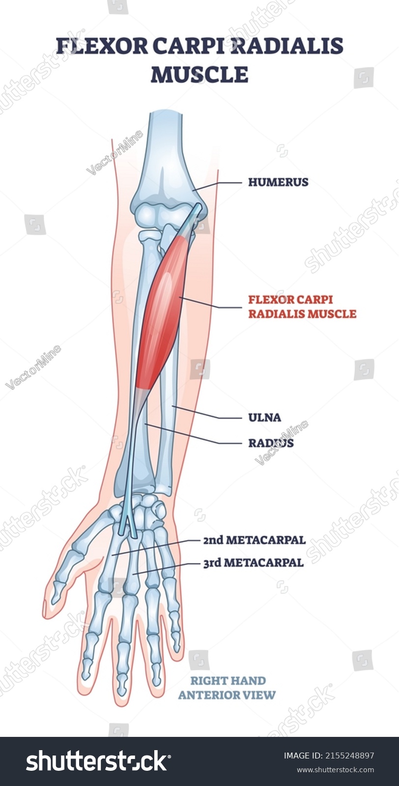 Flexor Carpi Radialis Muscle Human Arm Stock Vector (Royalty Free ...