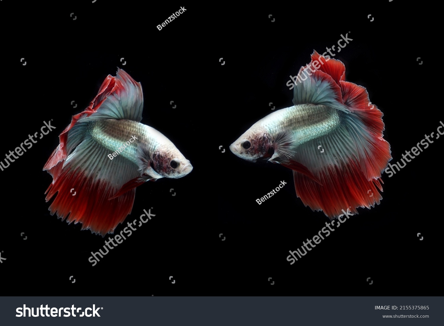 Twin Halfmoon Tail Betta Fish Action Stock Photo 2155375865 | Shutterstock