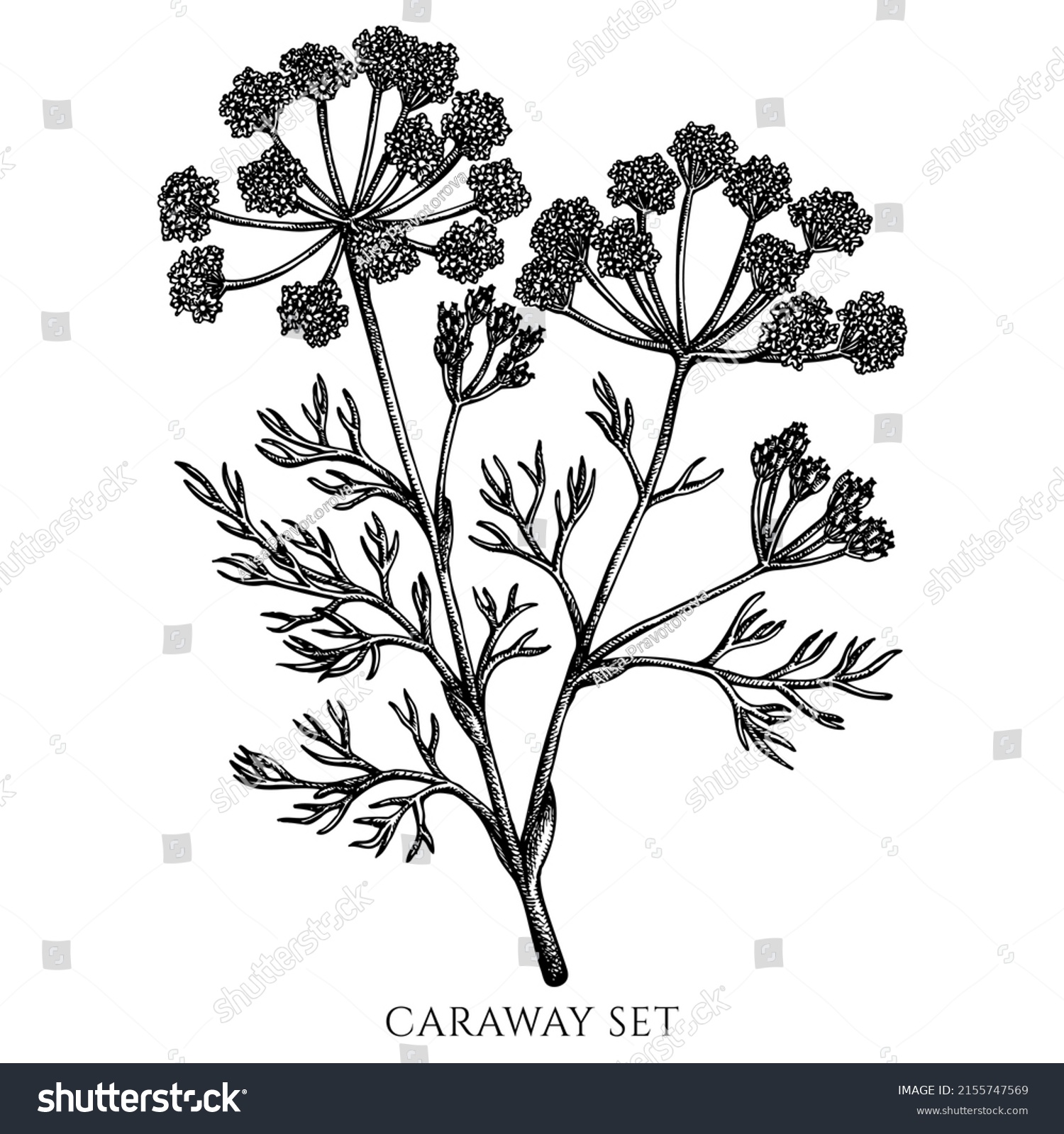 Tea Herbs Vintage Vector Illustrations Collection Stock Vector (Royalty ...