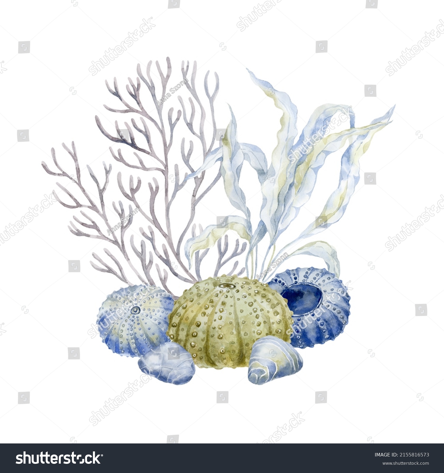 Coral Seaweed Sea Urchins Watercolor Illustration Stock Illustration ...