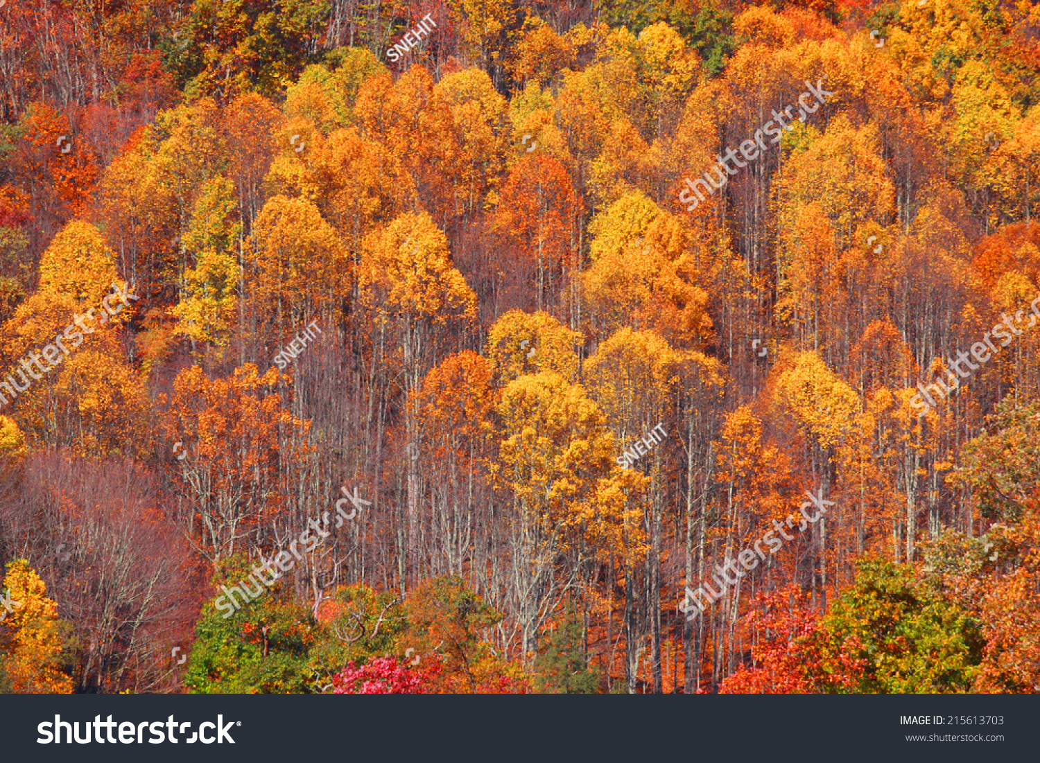 Canopy Aspen Trees On Hill Stock Photo 215613703 