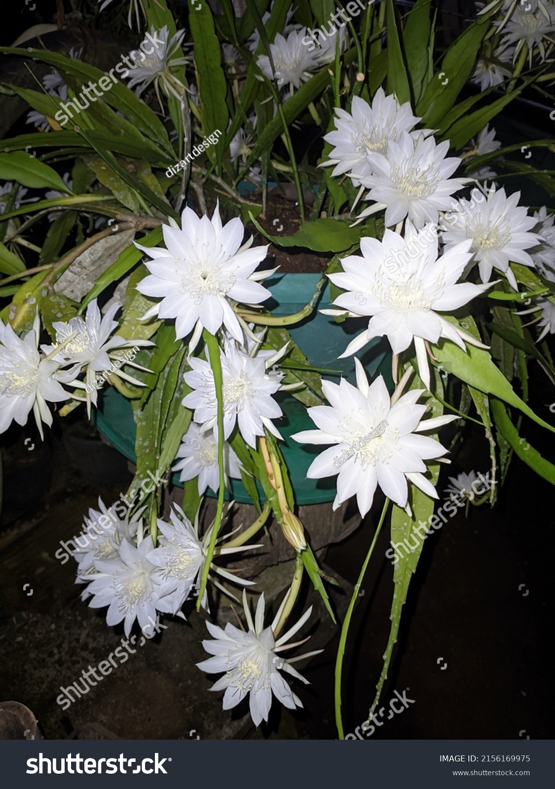 Epiphyllum Anguliger Flower That Blooms Night Stock Photo 2156169975